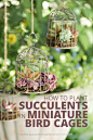 These mini succulent bird cages were so fun and simple to make. Find out how to make your own!: 