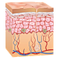 skin-diagram