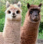 Soooooooooooo Cuteeeeeeee according to Celeste: 