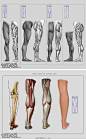 #绘画参考#腿部肌肉结构画法参考