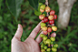 Fruit, plant and food | HD photo by Katya Austin (@katya) on Unsplash : Download this photo in Holualoa, United States by Katya Austin (@katya)