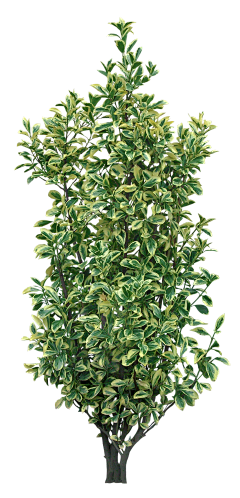 赫棠采集到植物