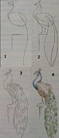 Kids art. Drawing lessons for beginners - A PEACOCK / How to draw. Painting for kids / Luntiks. Crafts and art activities, games for kids. Children drawing and coloring pages