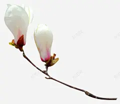 玉兰花白色玉兰花中国风漂浮 免费下载 页面网页 平面电商 创意素材