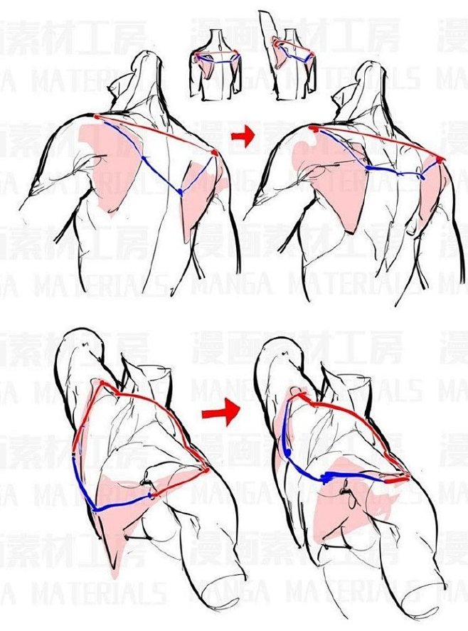 背部结构参考