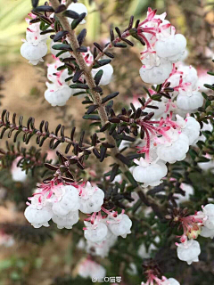 糖心花蕊本人没错了采集到自然——花卉植物