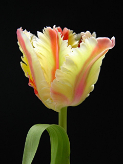 amare采集到Tulip