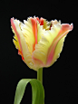 Tulip