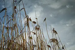 自然美,植物,背景,芦苇,干的,壁纸,积雨云,农业,环境,高动态范围成像