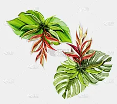 热带的花,四方连续纹样,复叶,干酪藤,壁纸,植物群,植物,背景,花,绘制