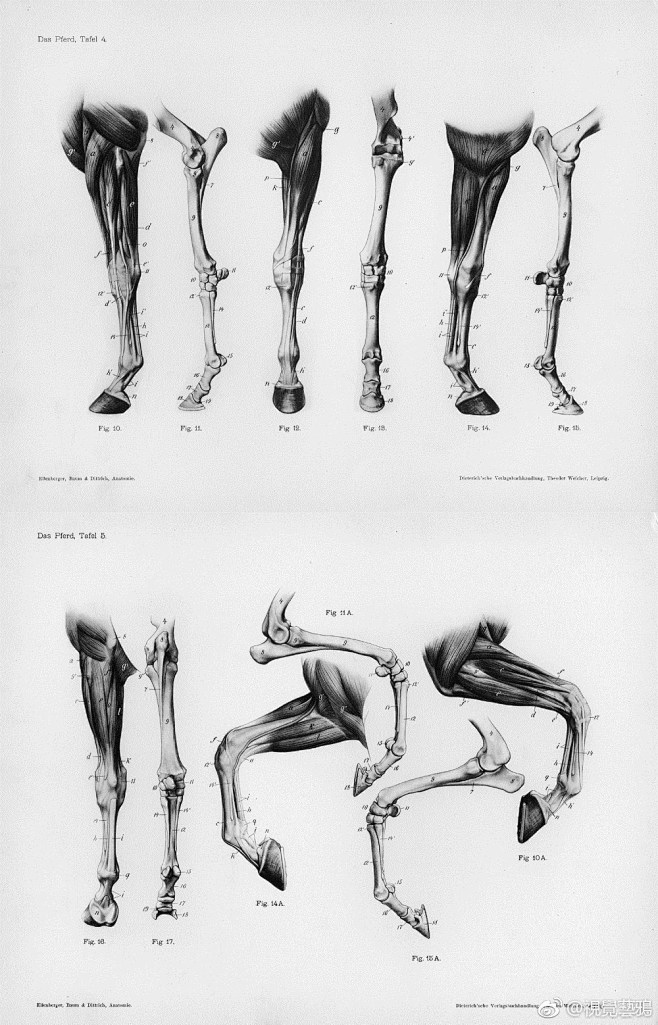马的解剖学结构