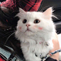 猫咪头像 - 堆糖，美图壁纸兴趣社区