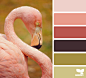 flamingo hues