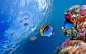 fish coral fishes corals - Wallpaper (#2751191) / Wallbase.cc