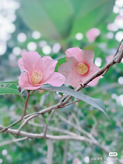 画画即自由采集到山茶花