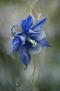  Blue Columbine 蓝色耧斗菜