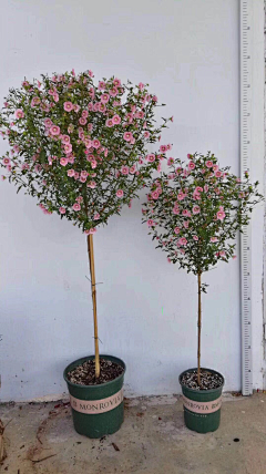 闲逸辋川采集到shrub-灌木