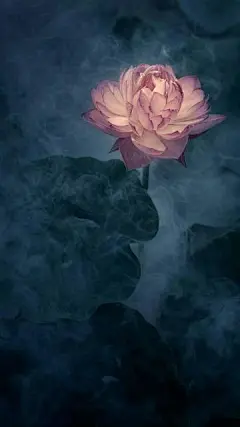 夏季荷花唯美雾气缠绕写真