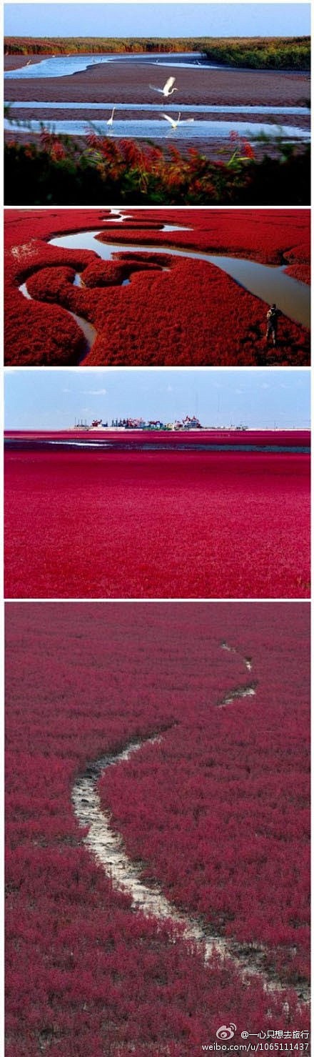 【红海滩】辽宁盘锦，水陆相互拉锯的地带，...