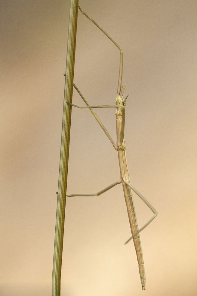 竹节虫目竹节虫总科竹节虫