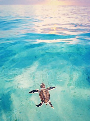 A Loggerhead Turtle ...