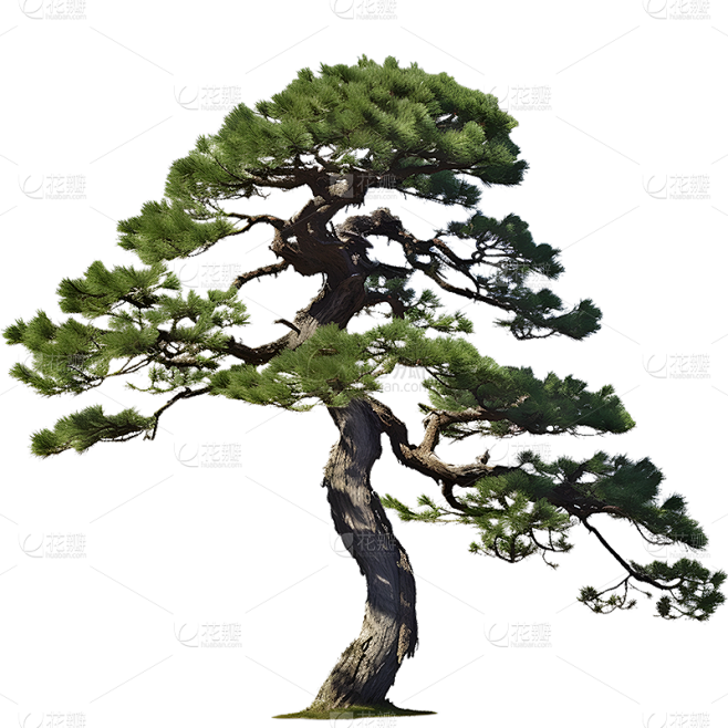 通用实景树木绿色植物松树元素贴纸