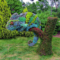 Succulents grown in the shape of a chameleon in a park in Montreal. Amazing! But think we could take the idea and make something for our own gardens!: 