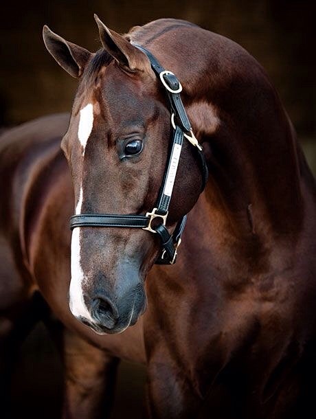 saddleseathorses:

A...