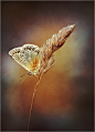 【美图分享】Laura Pashkevich的作品《***》 #500px#
