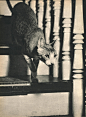 摄影师Edward Quigley 1938年出版的猫咪写真书《SAM》 ​​​​ - 当代艺术 - CNU视觉联盟