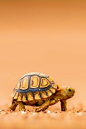 可可爱爱的苏卡达小陆龟，真正的养的好送你走系列。