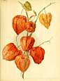 William Robinson — Physalis alkekengi. 1896.