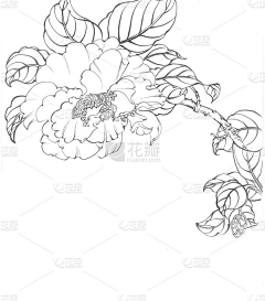 执笔绘佳人采集到线稿-黑白速写-插画花卉