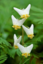 Dutchmans breeches
Northern Vermont