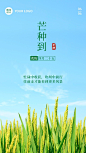 清新实景6.5芒种节气正能量祝福