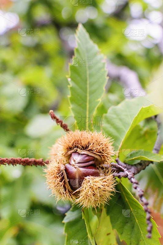 栗子,熟的,大特写,垂直画幅,褐色,形状,栗树,皱纹,叶子,季节素材-花瓣网