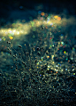 Bokeh : Photo series wrapped around the theme of bokeh - one of my most photographed motif in nature.