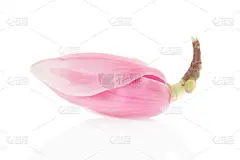 玉兰花，粉红春天花芽分化是在白色