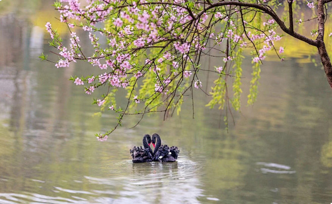 春溪水暖添媚色风来鸟啼和妙景湖映桃花鸭迷醉香飘院里蝶衣红