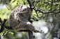 Sleeping koala photo by Enrico Carcasci (@carca) on Unsplash : Download this photo in Mosman, Australia by Enrico Carcasci (@carca)