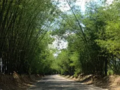 这段路况好，太阳也不直射，难得！,小猪芬蒂克