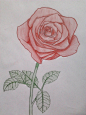 Rose (color) by 13Sofie13