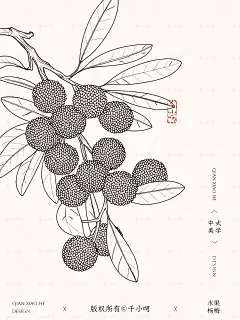 发现6张爆的可商用杨梅插画与线稿素材 - 小红书