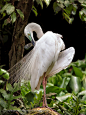 Photograph preening by Irawan Subingar on 500px