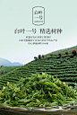 安吉白茶2019年新茶 恒盛官方旗舰店 雨前特级白茶茶叶绿茶正宗-tmall.com天猫