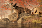The Old Mountain Lion by deskridge