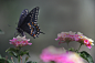 Photograph Butterfly and flowers by Cristobal Garciaferro Rubio on 500px