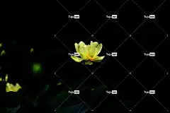 花 莲花 植物学 生长 植物 自然 花壁纸 美丽的花朵 盛开