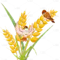芒种清新感小麦麻雀插画元素