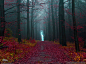 德国哈梅尔恩，美丽的森林秋景令人神往。哈梅尔恩是声名狼藉的花衣魔笛手出生地。